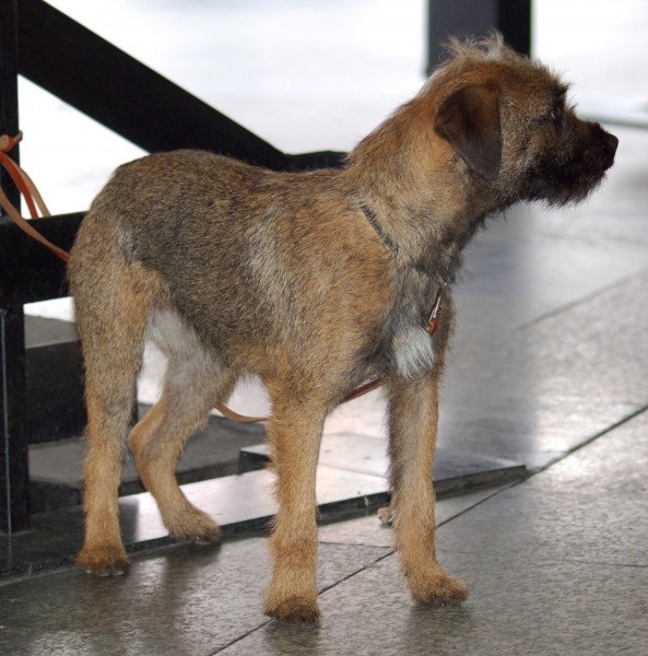 Border Terrier. Flickr user blaner