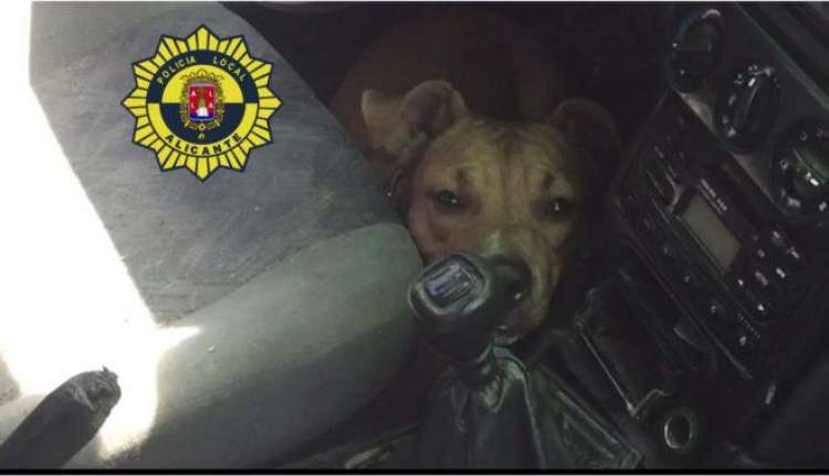 Perro rescatado dentro del coche.   Policía Local de Alicante
