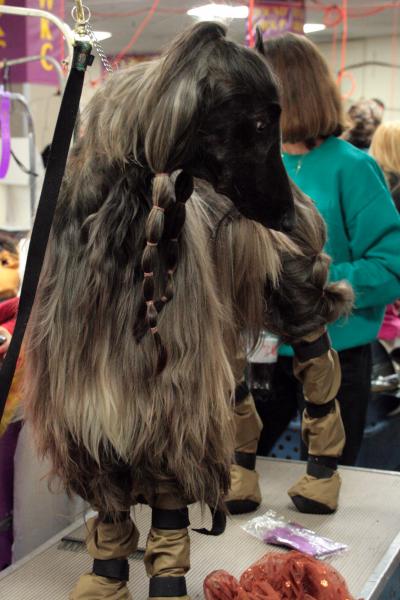Como es la raza de perro Lebrel Afgano Proceso de preparación del Lebrel Afgano para competición Como es la raza de perro Lebrel Afgano Proceso de preparación del Lebrel Afgano para competición