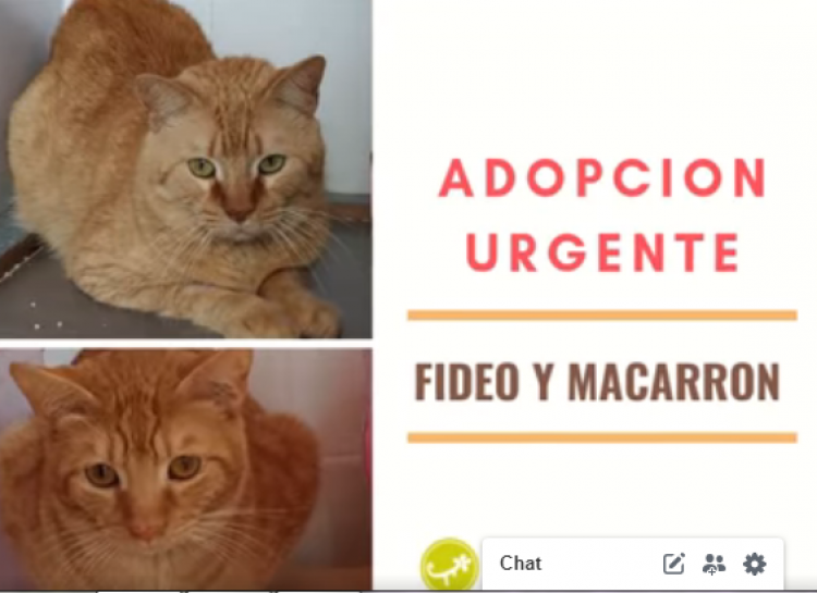 Gato mestizo. Fideo Y Macarr?n. Gato en adopcion que busca casa.