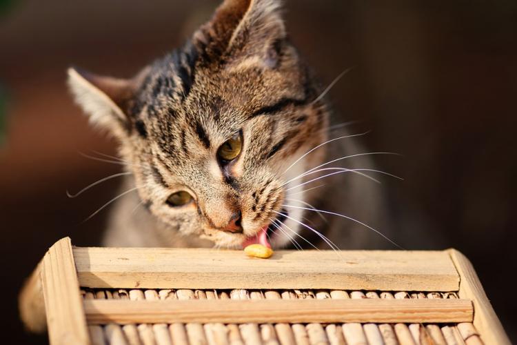 Comida casera para tus gatos Gato comiendo con la lengua fuera