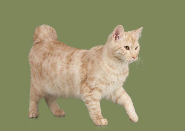 Kurilian Bobtail . 