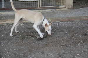 Chopo. Perro en adopcion que busca casa.