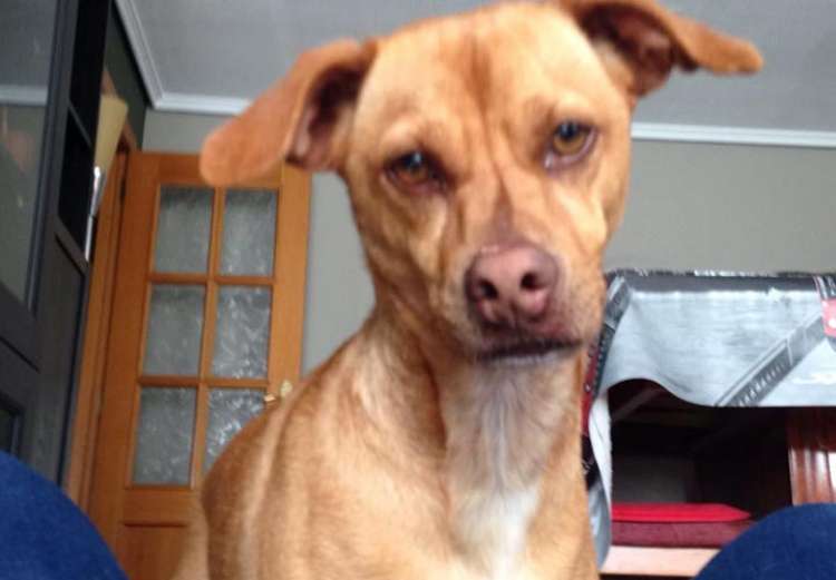 Brownie. Perro en adopcion que busca casa.