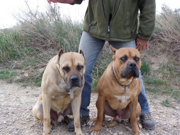 Alano Español. Ejemplo de cría y selección basada en ejemplares con genética funcional, donde se consigue un fenotipo y genotipo homogéneo (Propiedad de Angel Gil) (Alanos Españoles Vom Escorts)