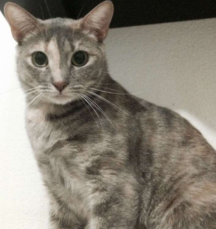 Alexia. Gato en adopcion que busca casa.