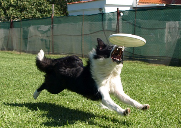 Border Collie. BETTER THAN WORDS DE TARAWAY Border Collie. BETTER THAN WORDS DE TARAWAY