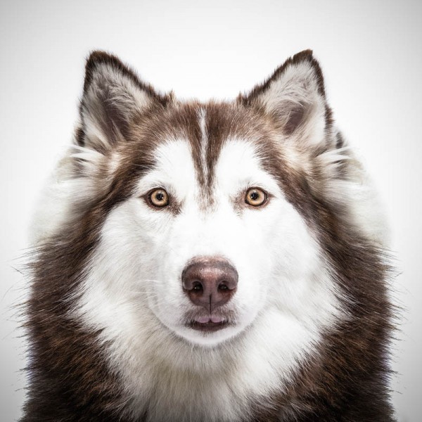 Husky Siberiano . 
