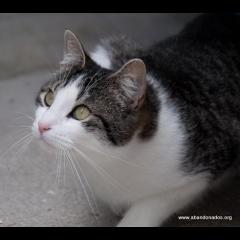 Sanson.  Gato en adopcion que busca casa.