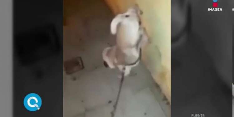 Perro acróbata haciendo pipí