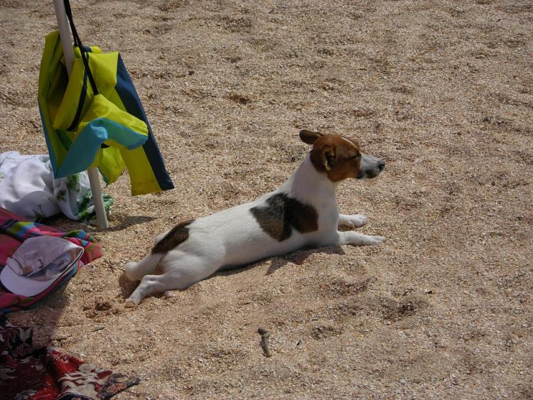 Jack Russel en la playa Jack Russel en la playa