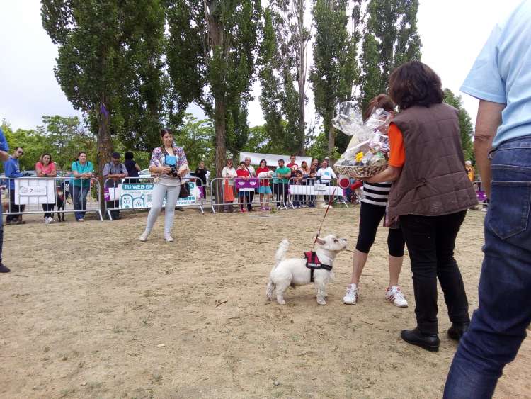 II Desfile solidario Huellas. Premio Que Chispa II Desfile solidario Huellas. Premio Que Chispa