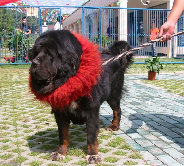 Dogo del Tibet. Macho tibetano puro fotografiado por Stefano en China