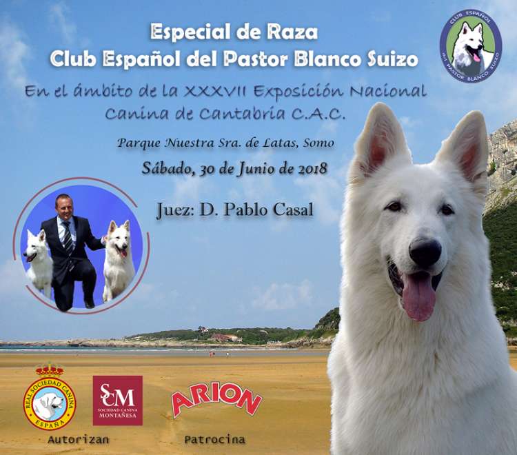 Club Español del Pastor Blanco Suizo - Belleza. ESPECIAL DE RAZA DEL CLUB ESPAÑOL DEL PASTOR BLANCO SUIZO (Cantabria   España)