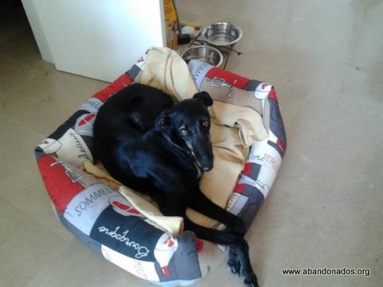 Galgo Español. Grace.  Perro en adopcion que busca casa. Galgo Español. Grace.  Perro en adopcion que busca casa.