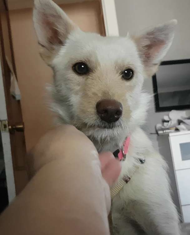 NATURALEZA Y ANIMALES Asoc. En su Defensa - Neus.