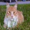 PETSmania - Gato en la grama