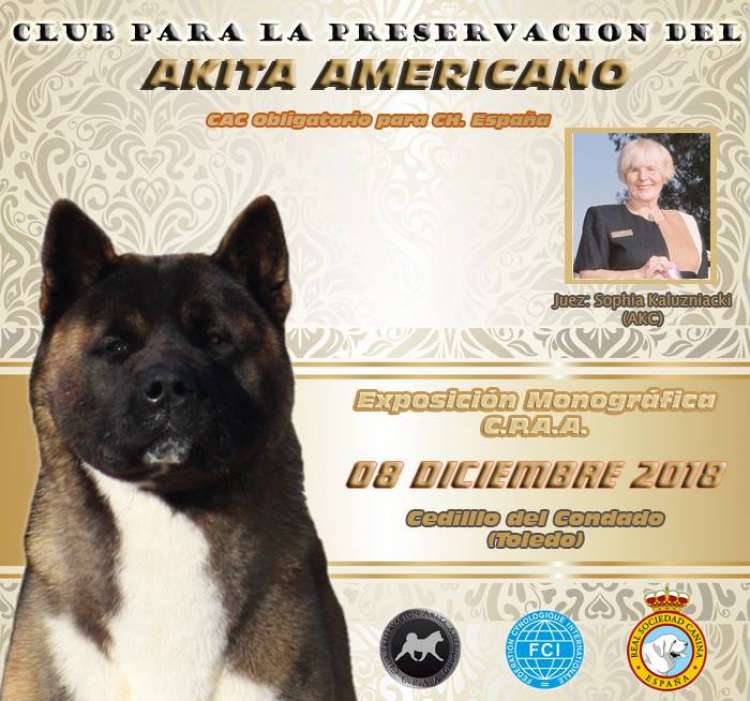 Belleza. EXPOSICIÓN MONOGRÁFICA DEL AKITA AMERICANO (Toledo   España)