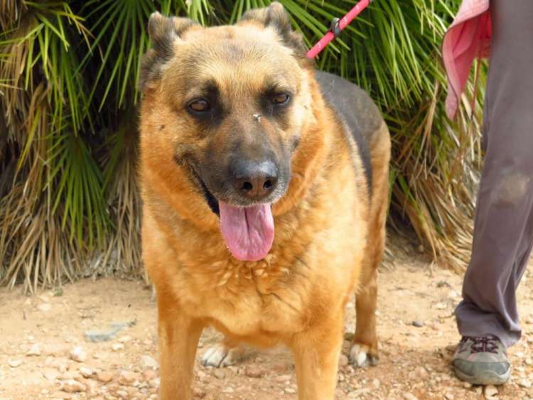 Lluna. Perro en adopcion que busca casa. Lluna. Perro en adopcion que busca casa.