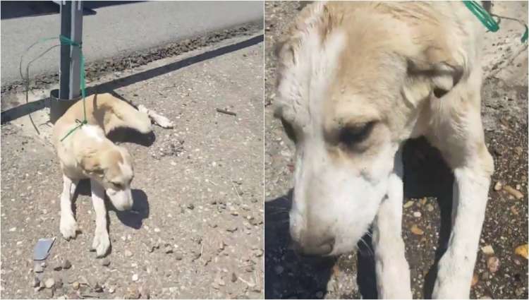Perro abandonado y rescatado en la carretera de Córdoba
