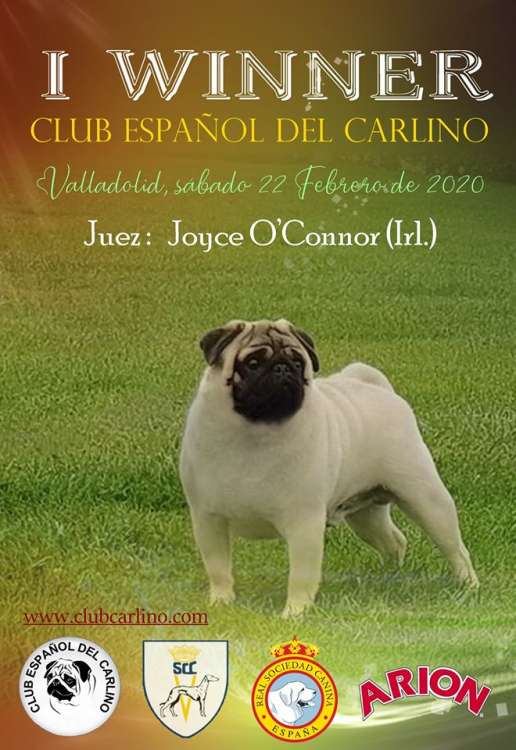 Club Español del Carlino - Belleza. I Winner Club Español Del Carlino XVIII Concurso Monográfico (Valladolid   España)