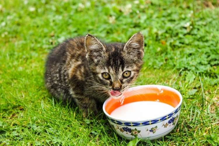 ¿Es buena la leche de vaca para los gatos? 