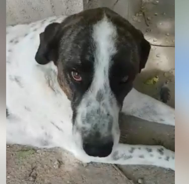 Bilbo. Perro en adopcion que busca casa.