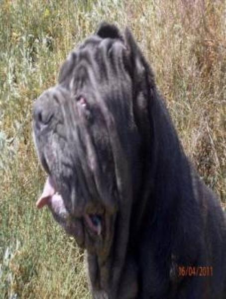 Mastín Napolitano. Mastin Napolitano Old Style y Mastin Napolitano de Belleza o Exposición