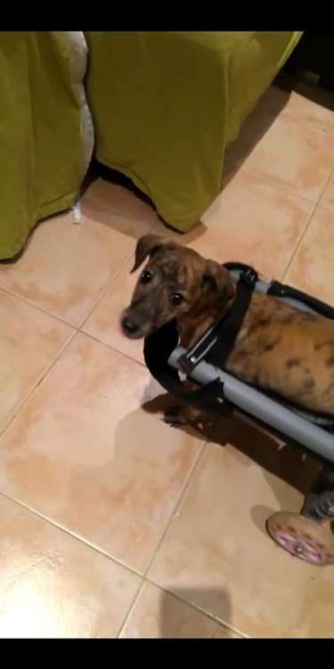 Pandora. Perro en adopcion que busca casa. Pandora. Perro en adopcion que busca casa.