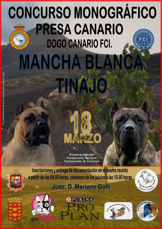 CLUB ESPAÑOL DEL DOGO CANARIO - Belleza. CONCURSO MONOGRÁFICO PRESA CANARIA   DOGO CANARIO (Las Palmas   España)