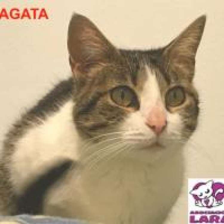 Agata. Gato en adopcion que busca casa. Agata. Gato en adopcion que busca casa.