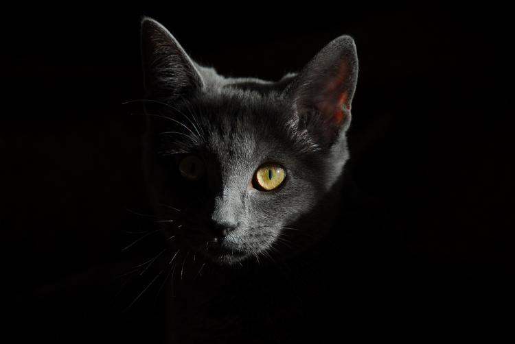 PETSmania - Gato sobre fondo negro