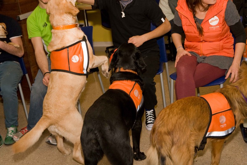 Se amplía el programa Buddies una terapia canina para adolescentes con problemas.