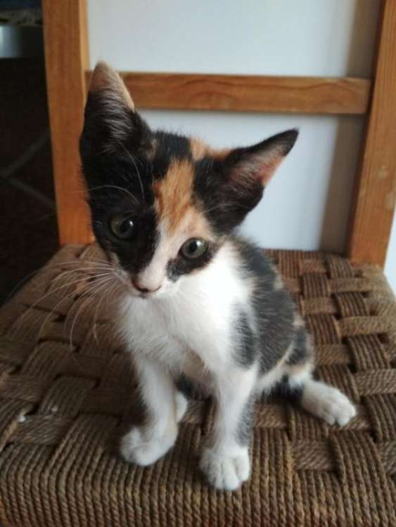 Gato mestizo. Chiquitina.