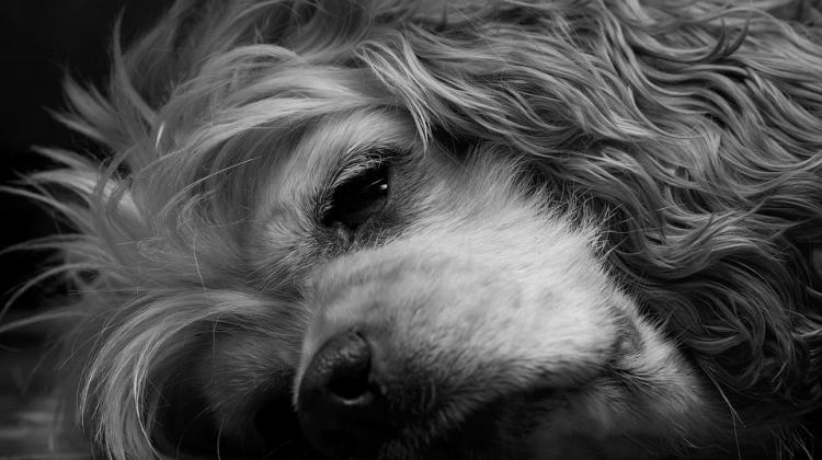 Perro en blanco y negro