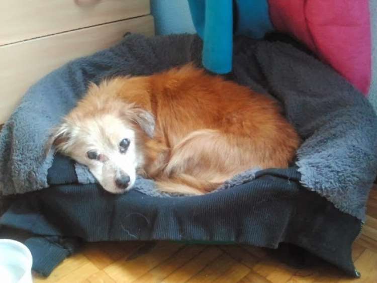 Perro mestizo. Marty. Perro mestizo. Marty.