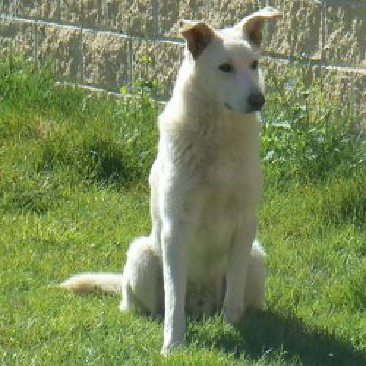 Asociación Protectora de Animales y Plantas de Segovia - LiÓn.