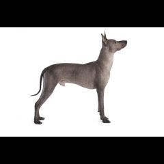 Xoloitzcuintle. Conociendo la Raza
