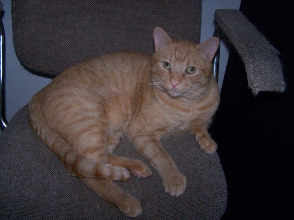 Comun Europeo. Perdi