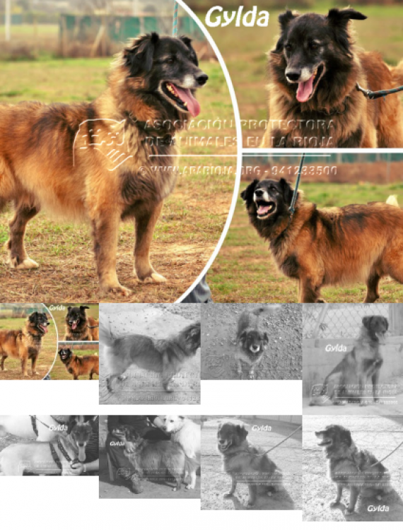 Gylda. Perro en adopcion que busca casa.