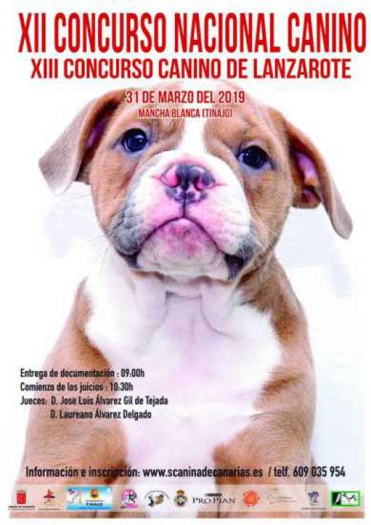 Sociedad Canina de Canarias - Belleza. XII Concurso Nacional Canino de Lanzarote (Las Palmas   España)