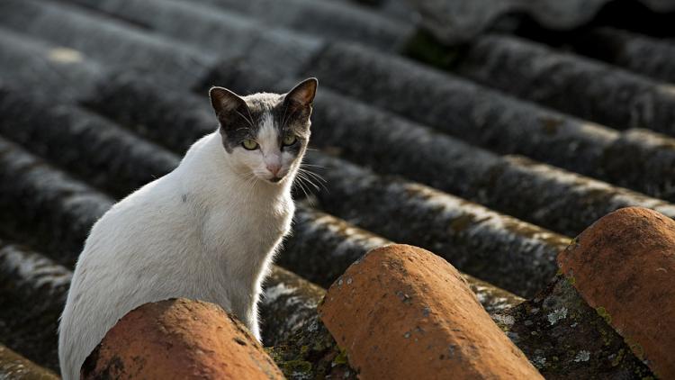 Gato callejero en el tejado