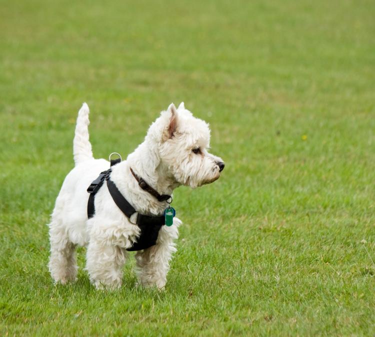 En posición alerta West Highland White Terrier