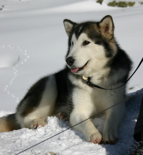 CIJARA Malamutes - Alaskan Malamute. CH. Kaori de Cijara