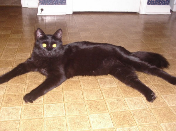 York Chocolate. Nikki311 York Chocolate. Nikki311