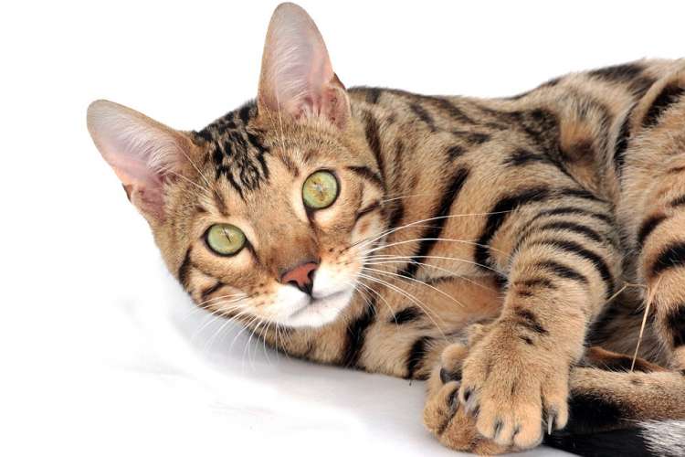 Es una peculiar raza de gatos, una mezcla entre belleza salvaje y personalidad activa. Su pelaje moteado, sus manchas de leopardo te harán sentir que vives en alguna selva. Conoce un poco más de esta raza aquí: Cómo es la raza de Gato Bengala Gato Bengala Es una peculiar raza de gatos, una mezcla entre belleza salvaje y personalidad activa. Su pelaje moteado, sus manchas de leopardo te harán sentir que vives en alguna selva. Conoce un poco más de esta raza aquí: Cómo es la raza de Gato Bengala Gato Bengala