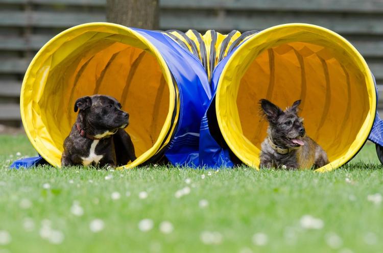 Dos perros practicando agility en el túnel
