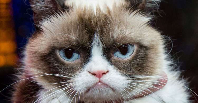 El tribunal le otorgó a Grumpy Cat y a su propietaria  Tabatha Bundesen    700 000 en daños y perjuicios.