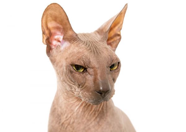 Don Sphynx. 