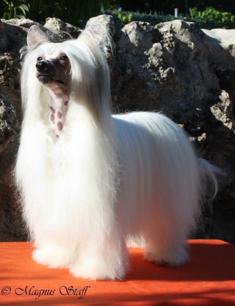 Perro Crestado Chino. MultiCH Magnus Staff Angelina -Donna-